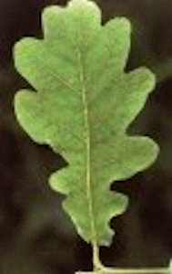 oak leaf